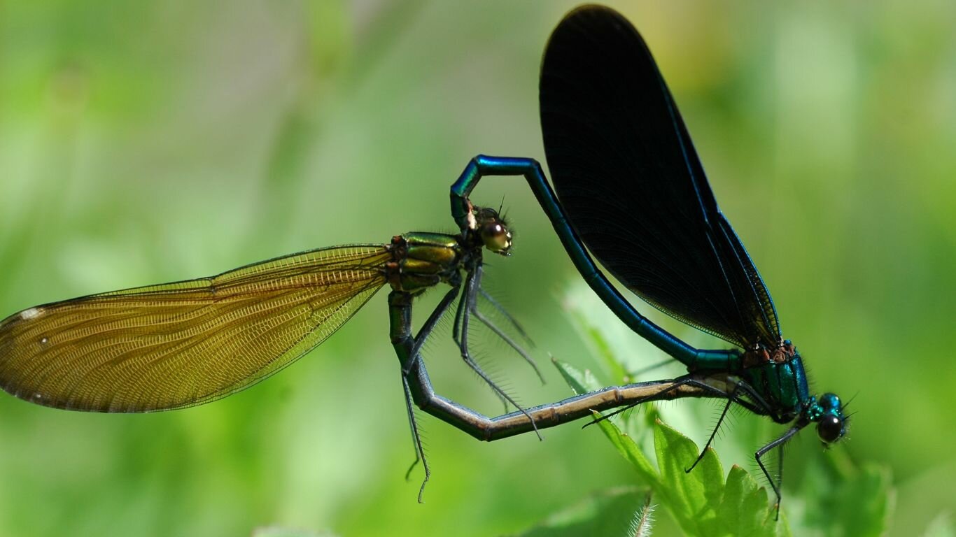 Libellule <p>Ici une Caloptéryx Vierge. Après l'accouplement, la femelle pond ses oeufs dans l'eau. Les larves muent plusieurs fois avant de sortir au grand air pour devenir des libellules... </p>