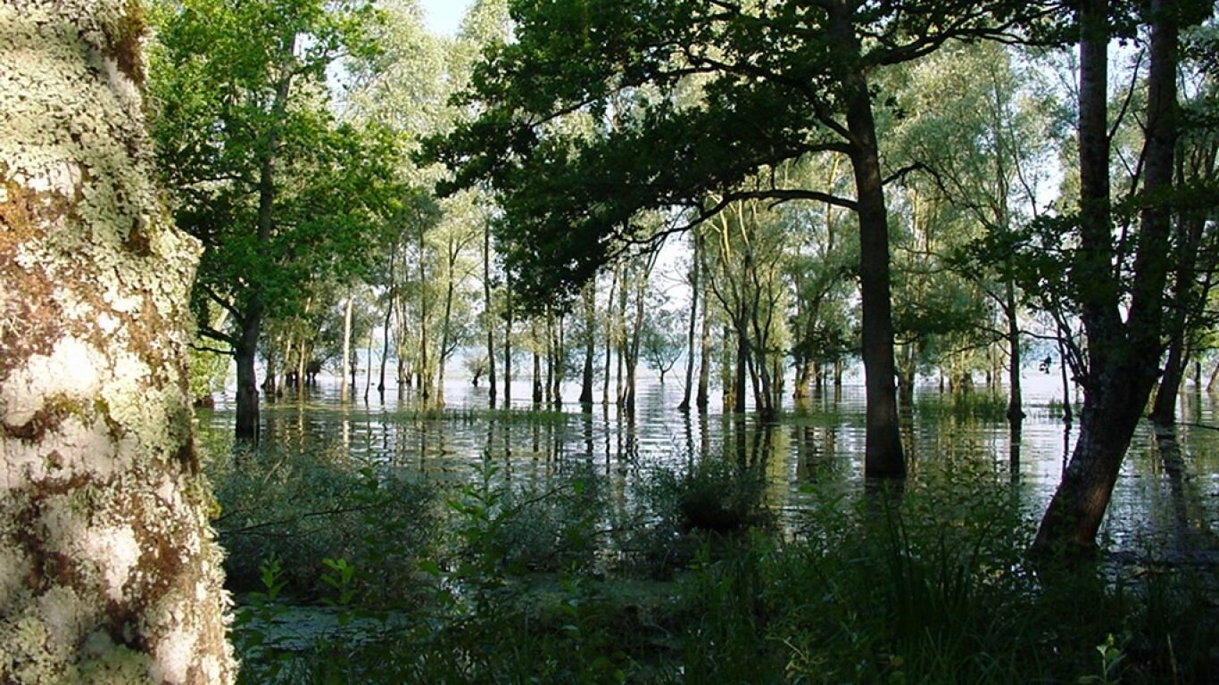 Végétation immergée <p>Les lacs du PNR de la Forêt d'Orient atteignent des niveaux différents dans l'année, il n'est donc pas rare de croiser des arbres immergés sur les berges.</p>